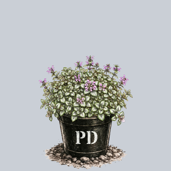 Spotted Deadnettle