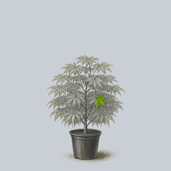 Spring Delight Japanese Maple