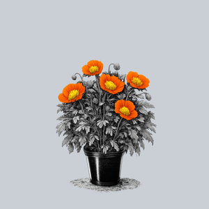 Spring Fever Orange Iceland Poppy