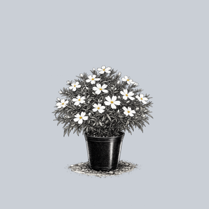 Spring White Creeping Phlox