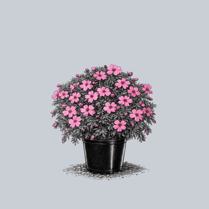 Spring Hot Pink Creeping Phlox