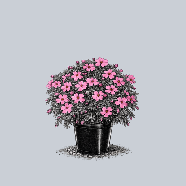 Spring Hot Pink Creeping Phlox