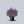 Load image into Gallery viewer, Spring King Meadow Sage
