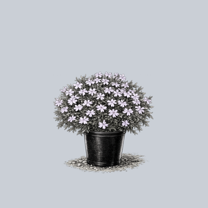 Spring Lavender Creeping Phlox