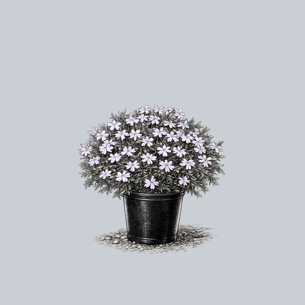 Spring Lavender Creeping Phlox