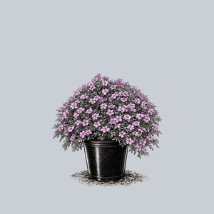 Spring Purple Creeping Phlox