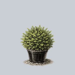 Sprinter Boxwood