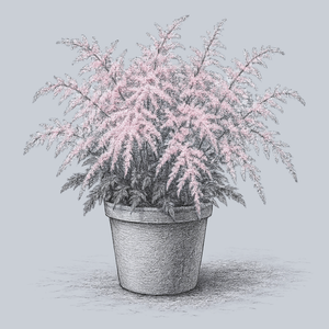 Sprite Astilbe