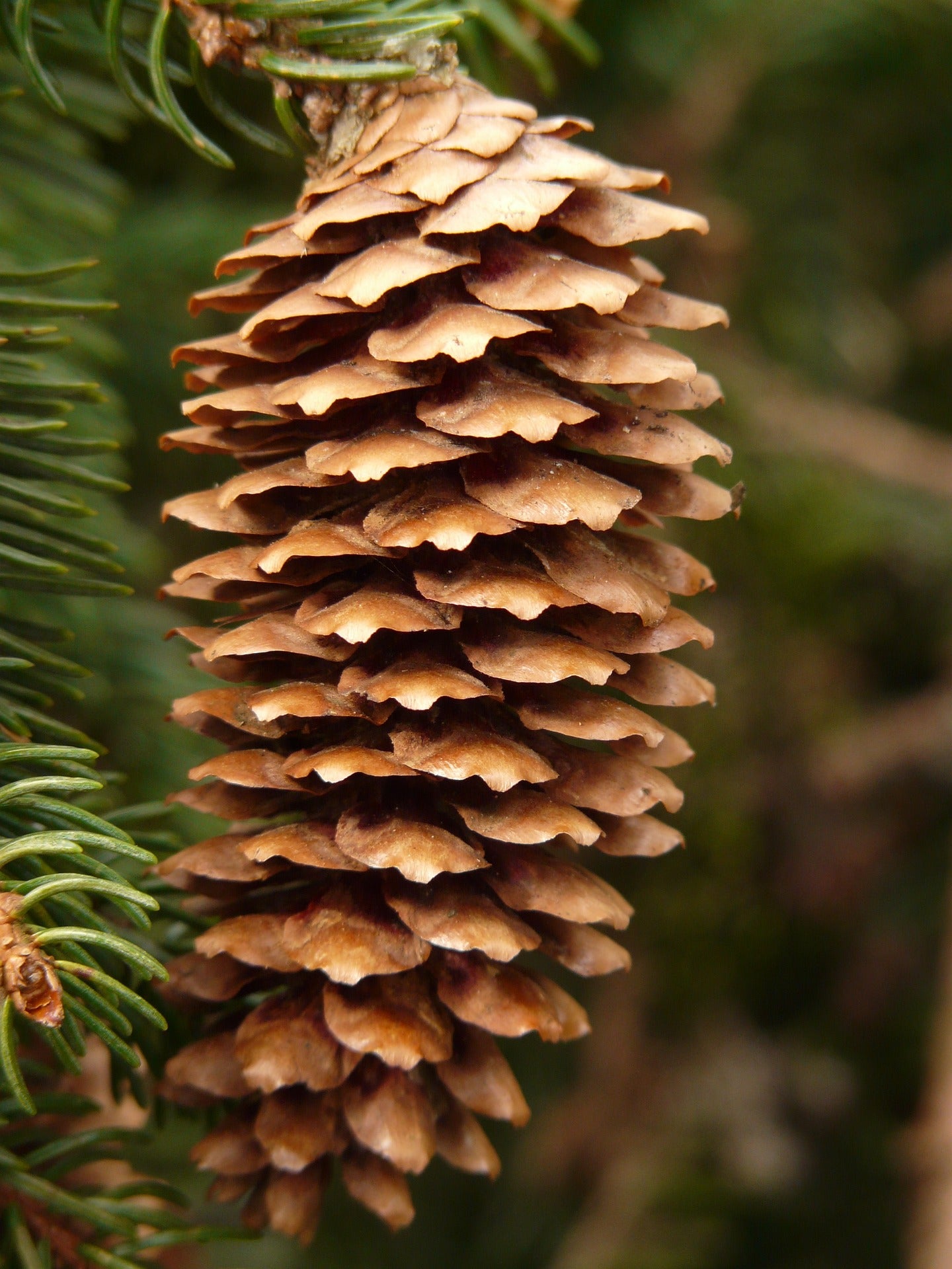 Pro Spruce Spruce (Picea) – Plant Detectives
