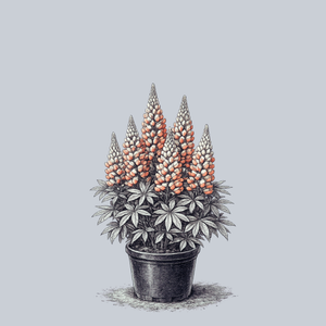 Staircase Orange and White Lupine