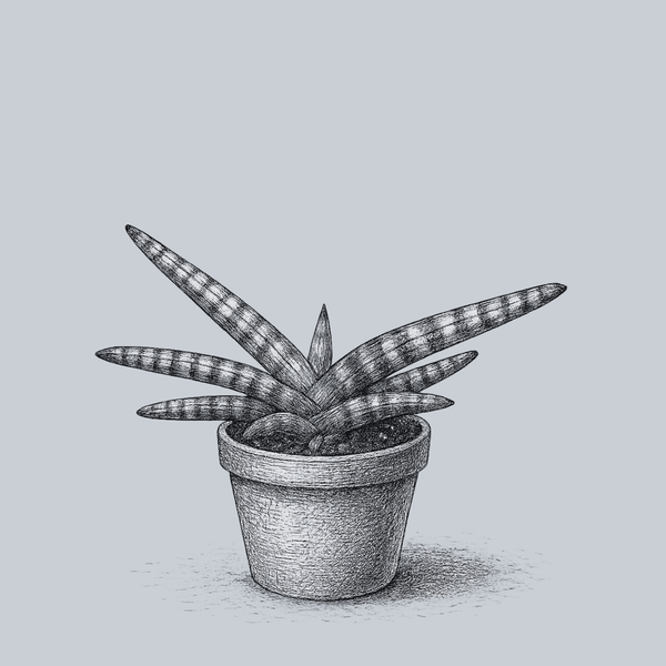 Starfish Snake Plant