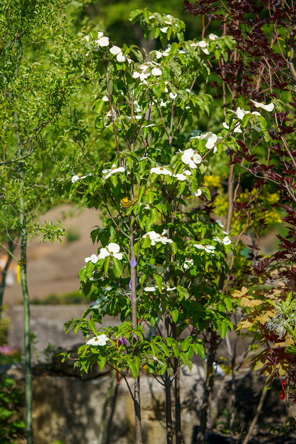 Starlight Chinese Dogwood - Dogwood Tree - Flowering Trees