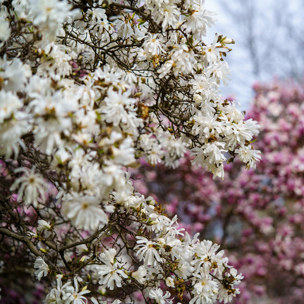 Star Magnolia - Magnolia - Flowering Trees