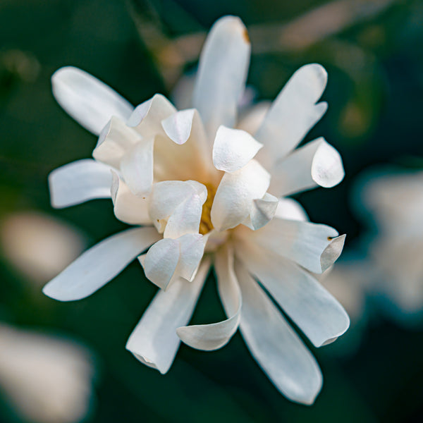 Star Magnolia - Magnolia - Flowering Trees