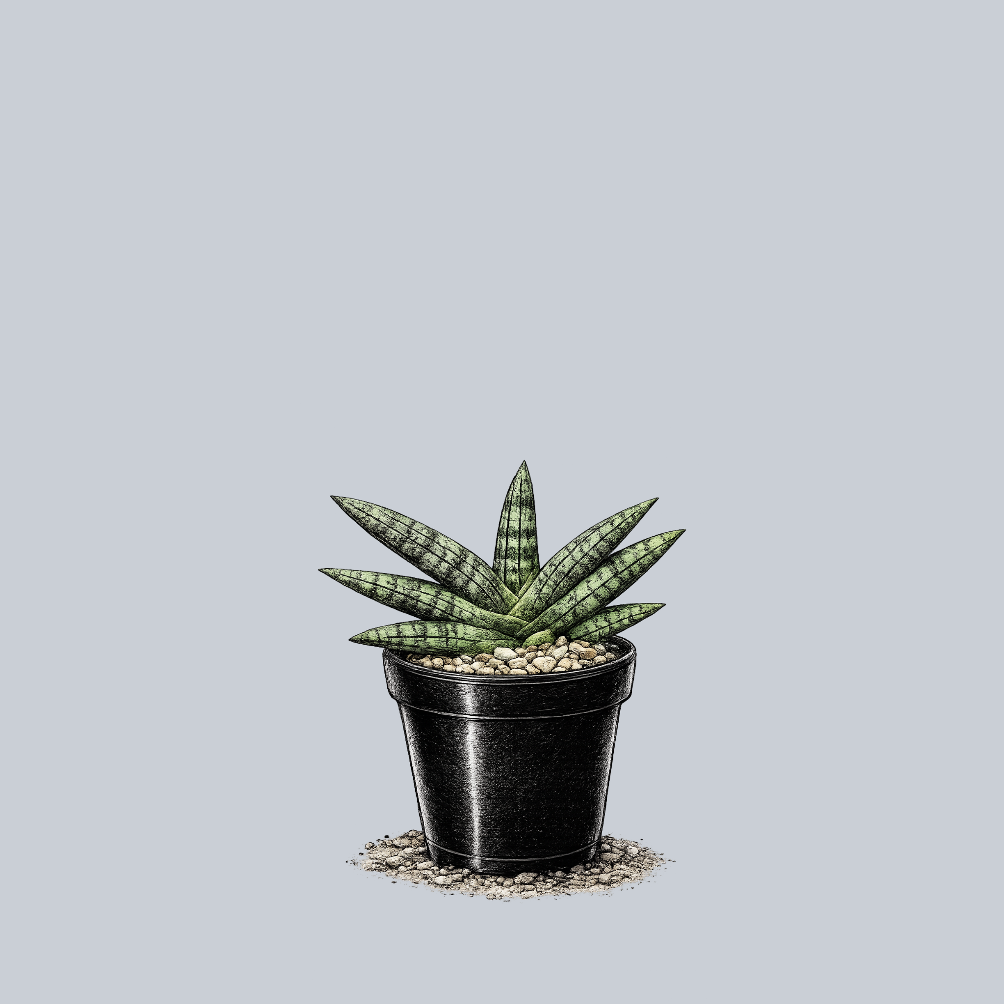 Starfish Snake Plant – Plant Detectives