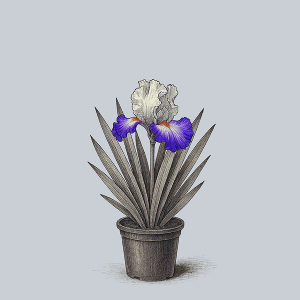 Starting Fresh Bearded Iris