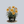 Load image into Gallery viewer, Star Struck Daylily
