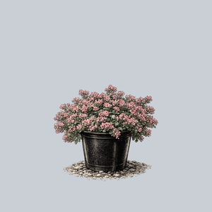 Steel the Show Stonecrop