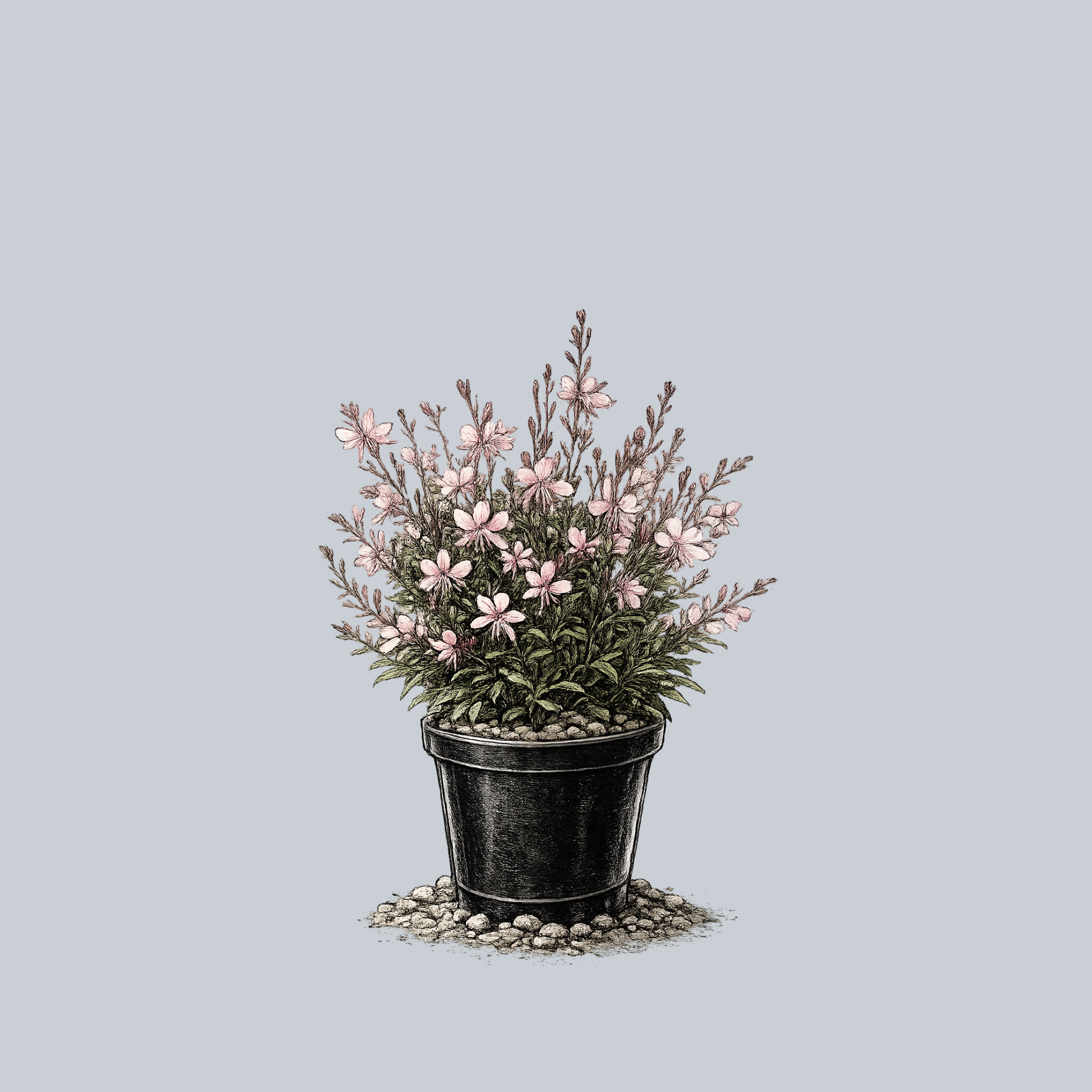 small pink flower potted plant Steffi Blush Pink Wand Flower – Plant Detectives