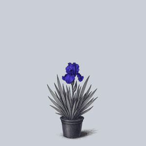 Stellar Lights Bearded Iris