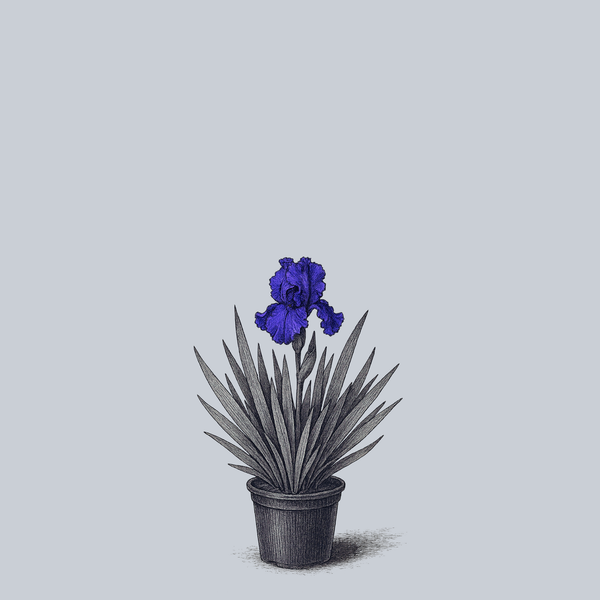 Stellar Lights Bearded Iris