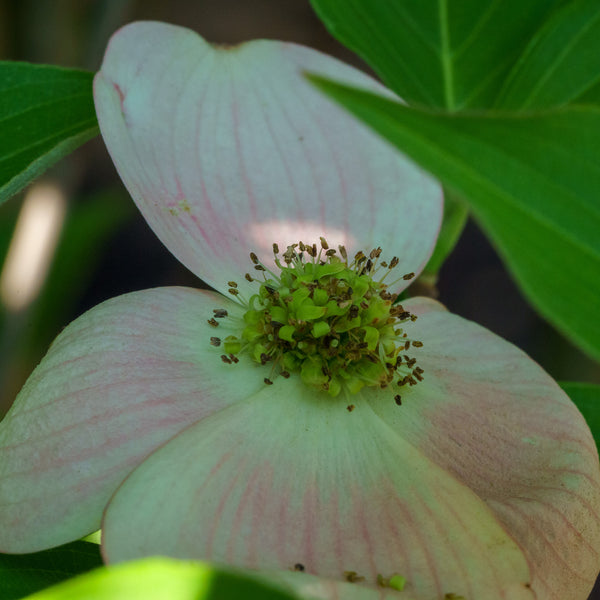 Stellar Pink Dogwood - Dogwood Tree - Flowering Trees