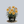 Load image into Gallery viewer, Stella de Oro Daylily
