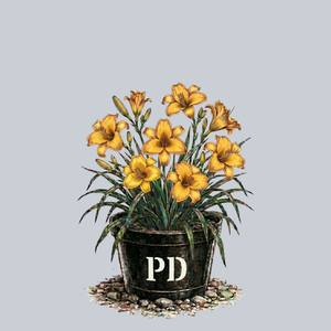Stella de Oro Daylily