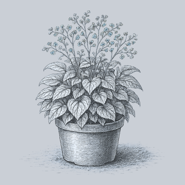 Sterling Silver Brunnera