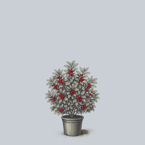 Stop Light Winterberry Holly