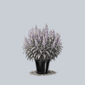 Strata Mealycup Sage