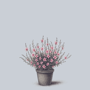 Stratosphere Pink Picotee Gaura