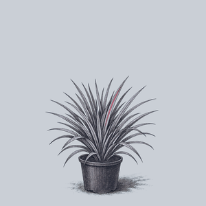 Strawberries and Cream Reed Canary Grass