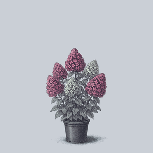 Strawberry Shake Panicle Hydrangea