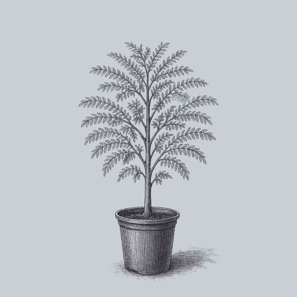 Street Keeper Honeylocust