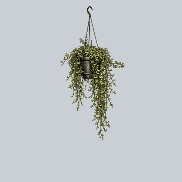 String of Dolphins