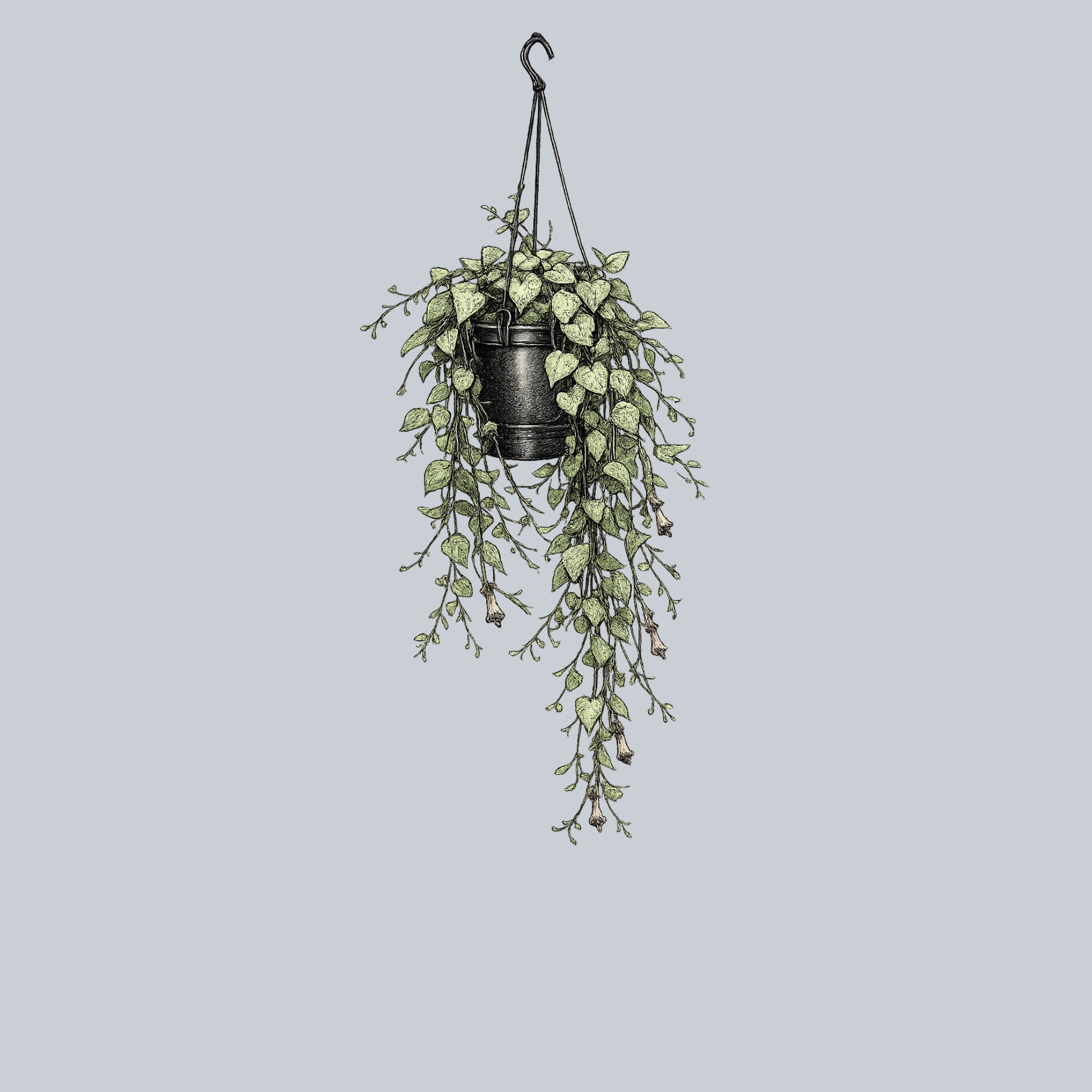 hang plant pot with string String of Arrows – Plant Detectives