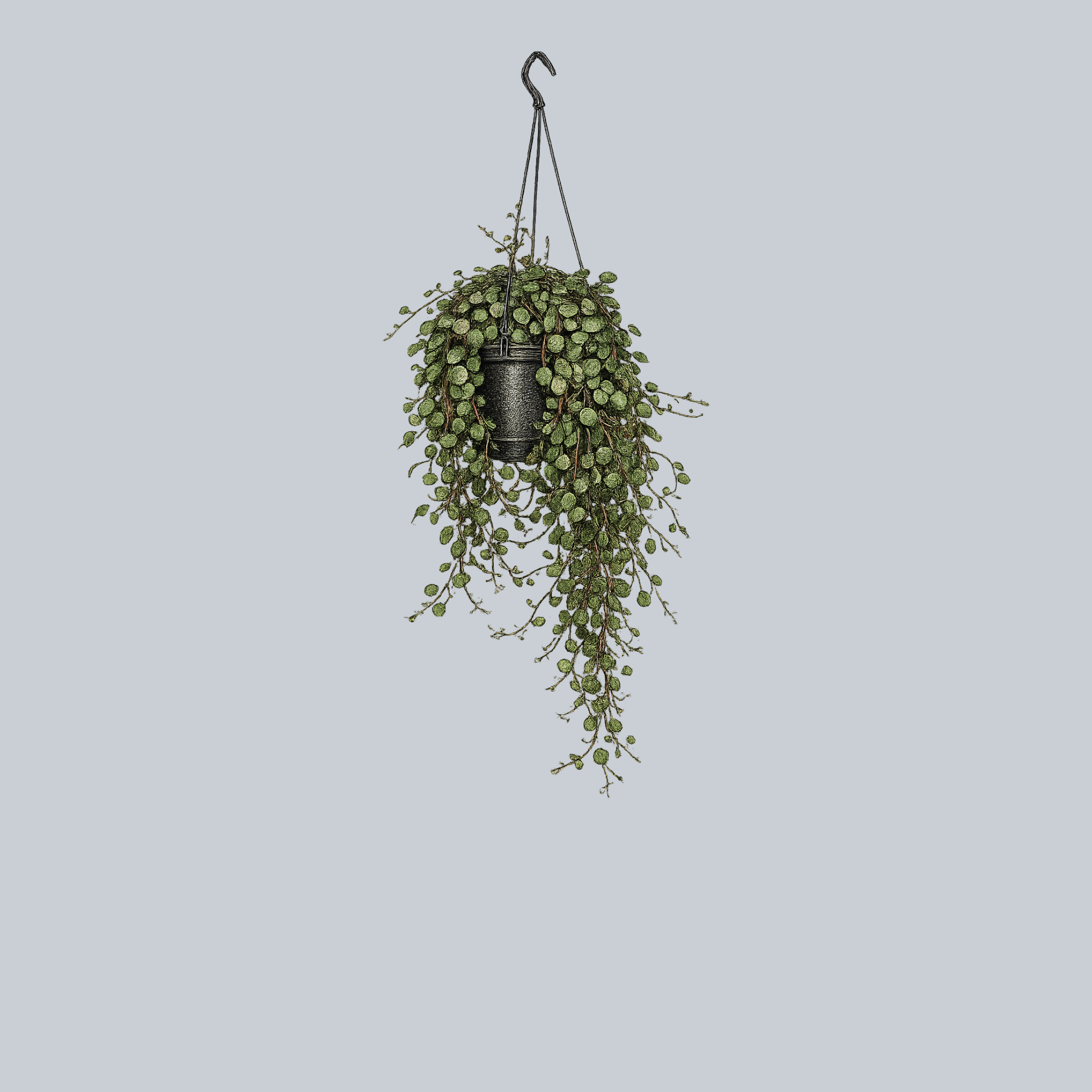 hanging coin plant String of Coins – Plant Detectives