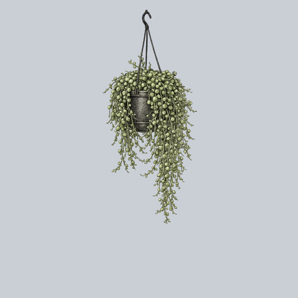 hanging string of pearls succulent String of Pearls – Plant Detectives