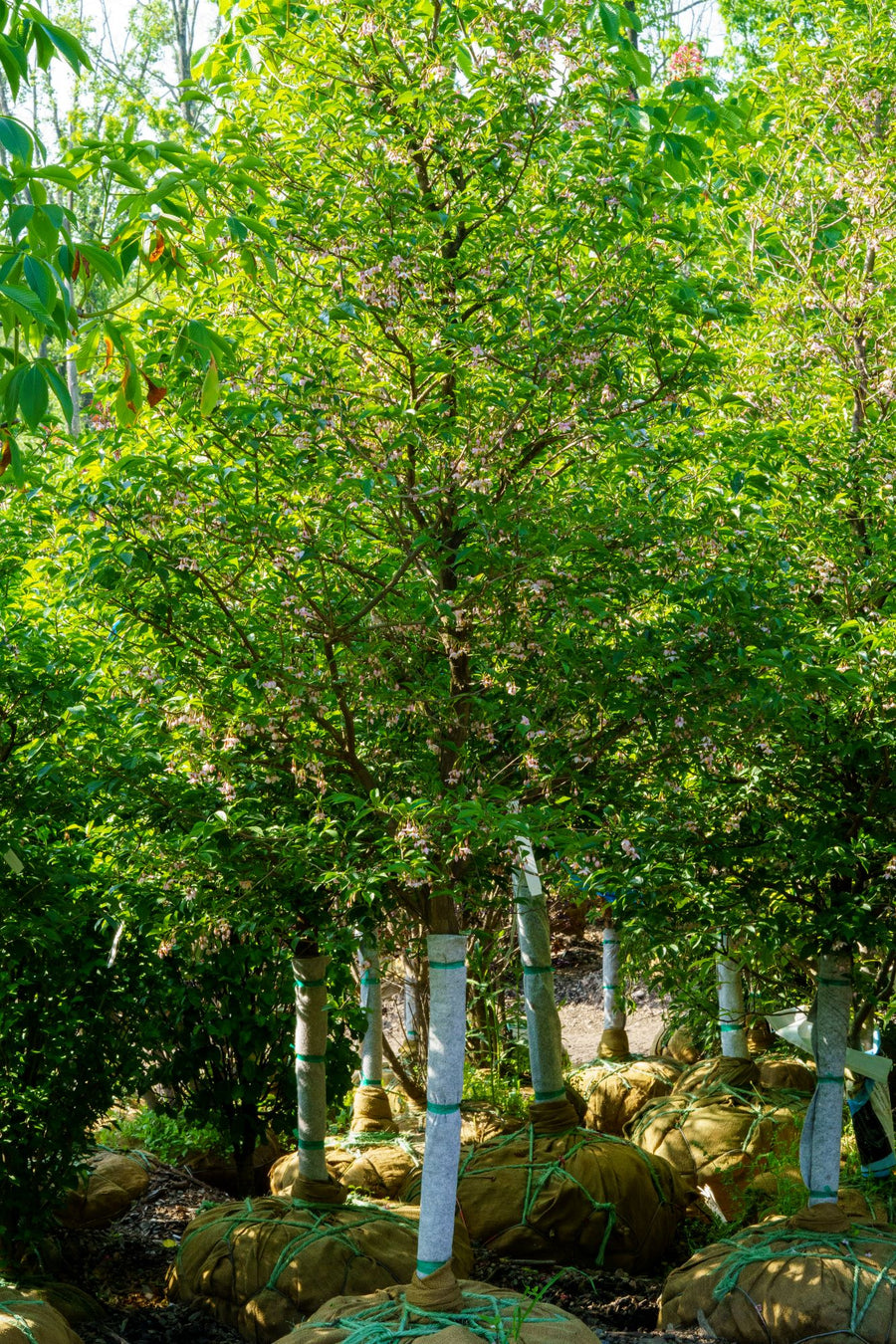 Styrax Powder The Styrax Guide – Plant Detectives