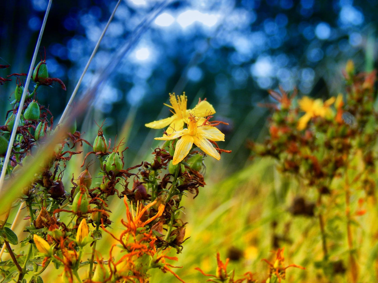 The Hypericum Guide – Plant Detectives