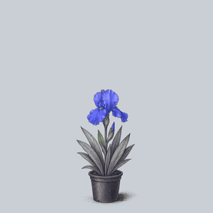 Sugar Blues Bearded Iris