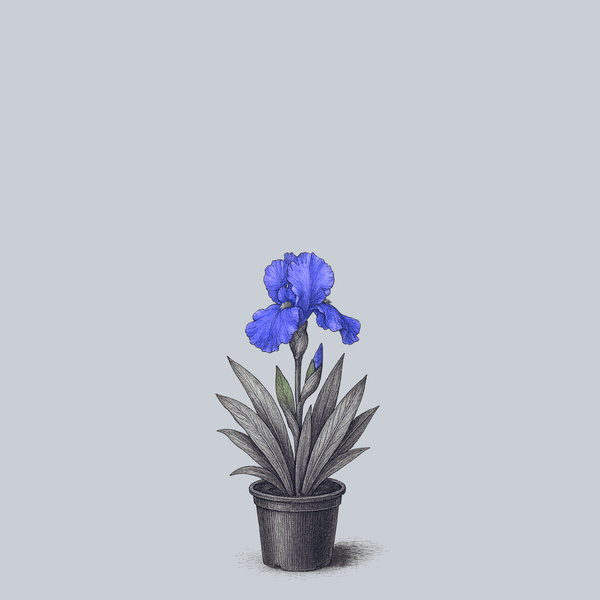 Sugar Blues Bearded Iris