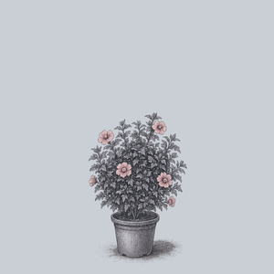 Sugar Tip Rose of Sharon