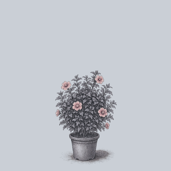 Sugar Tip Rose of Sharon