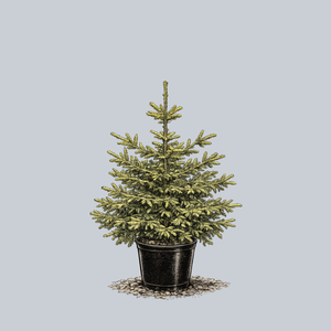 Sulphur Flush Oriental Spruce