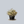Load image into Gallery viewer, Sulphureum Barrenwort
