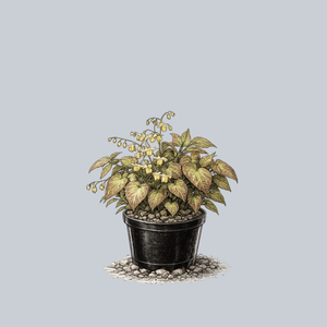 Sulphureum Barrenwort