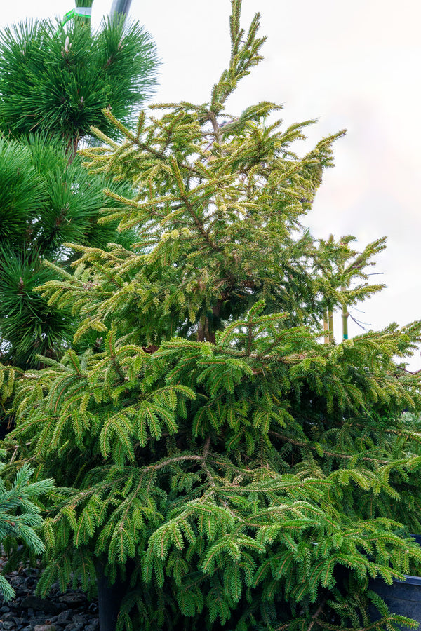 Sulphur Flush Oriental Spruce - Spruce - Conifers