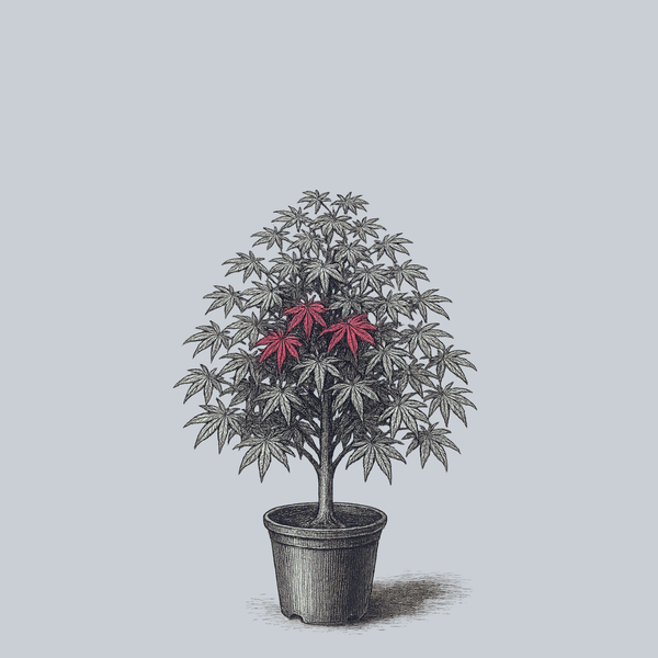Sumi-Nagashi Japanese Maple